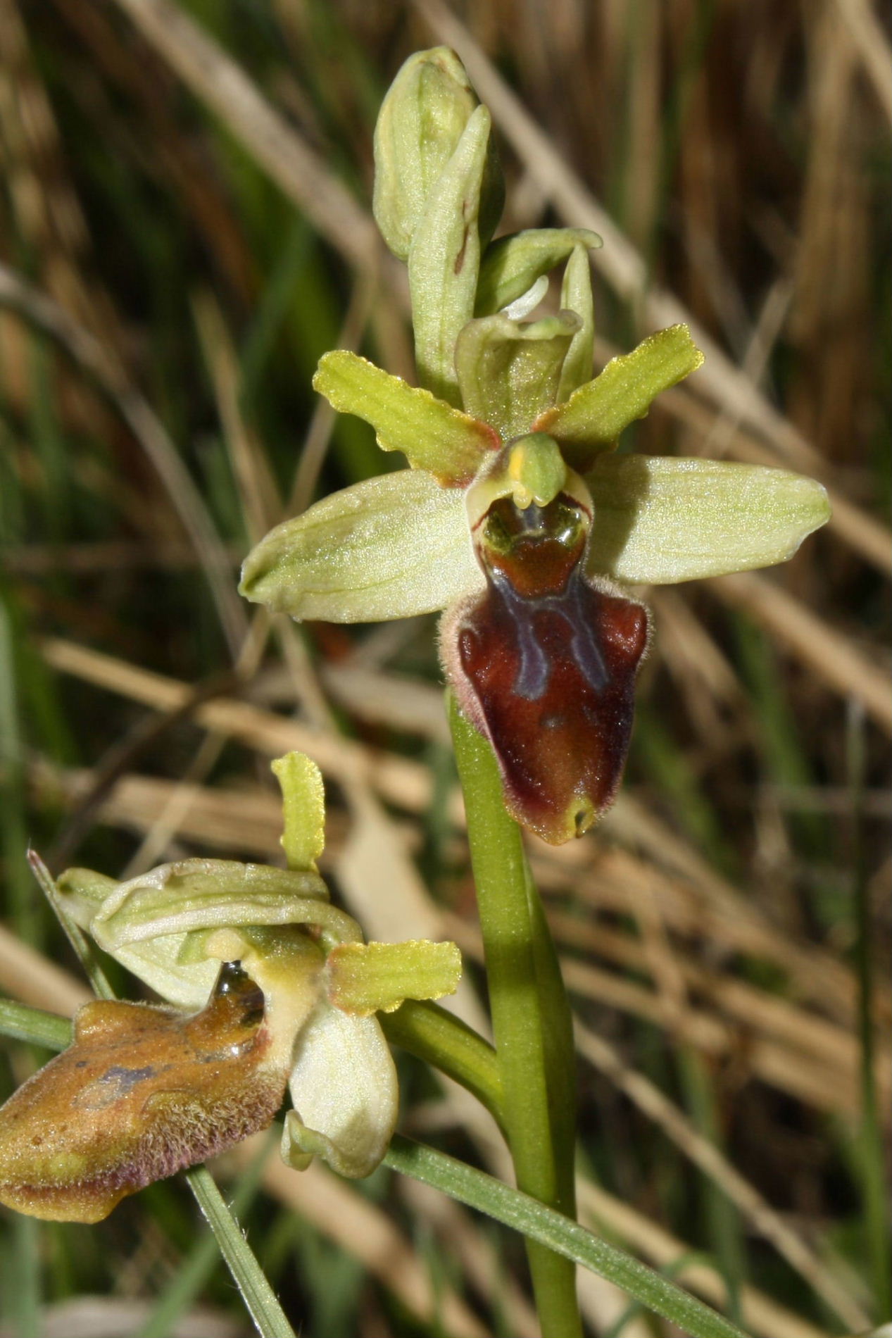 Ophrys sphegodes da determinare-3